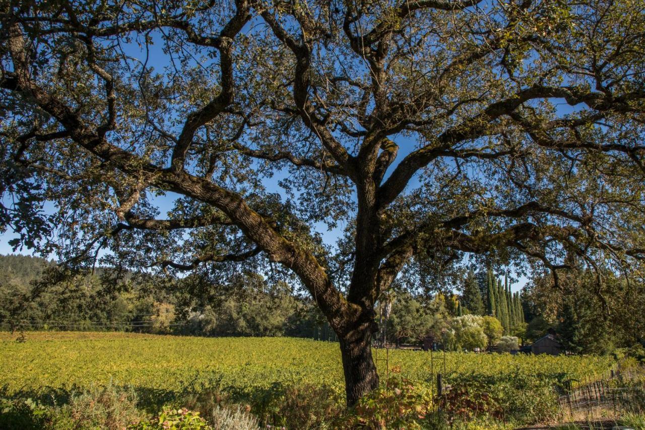 Wine Country Inn Napa Valley Света Елена Екстериор снимка