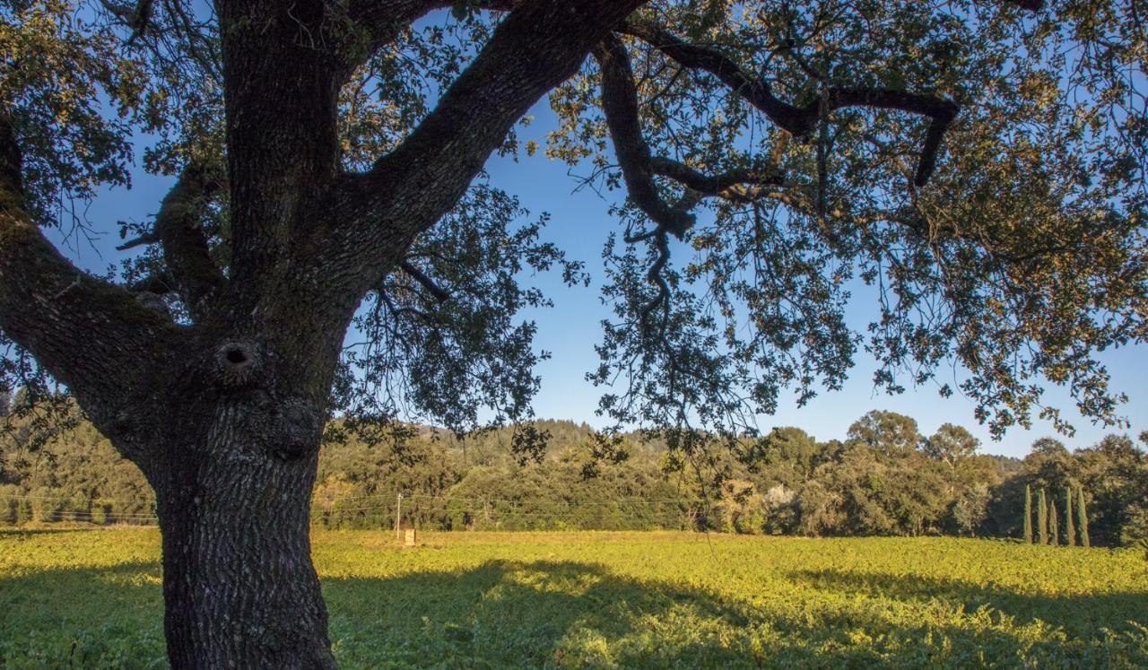 Wine Country Inn Napa Valley Света Елена Екстериор снимка